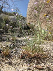 Saltugilia latimeri