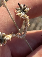 Froelichia xantusii