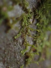 Frullania bolanderi