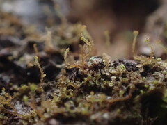 Frullania bolanderi