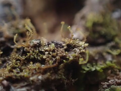 Frullania bolanderi