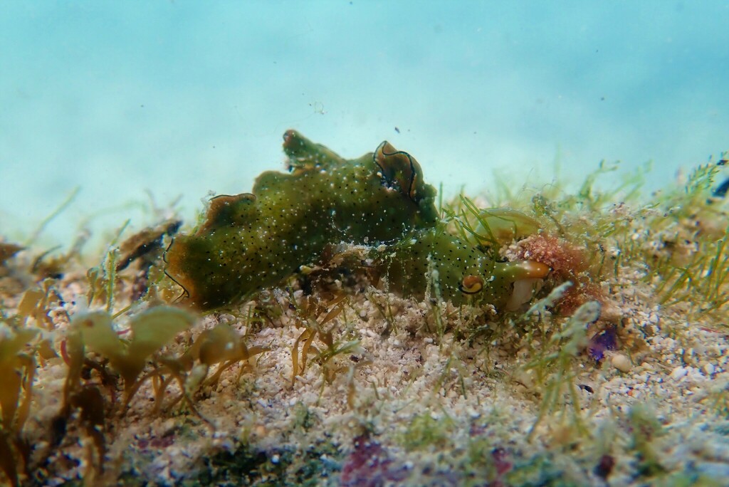 Photo of Ornate elysia (Elysia ornata)