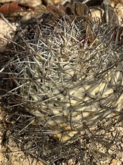 Mammillaria schumannii