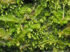 Odontoschisma denudatum