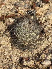 Mammillaria schumannii