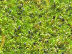 Odontoschisma denudatum