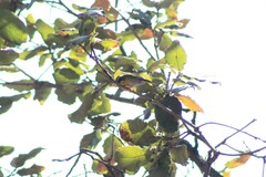Oreothlypis superciliosa