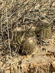 Echinocereus sciurus