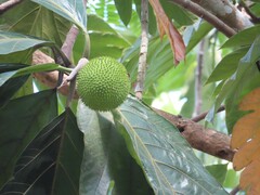 Artocarpus altilis
