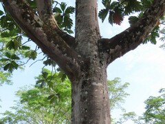 Artocarpus altilis
