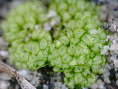 Sphaerocarpos texanus