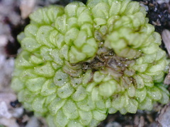 Sphaerocarpos texanus