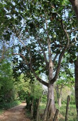 Artocarpus altilis