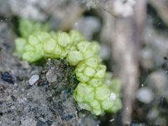 Sphaerocarpos texanus