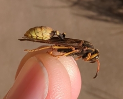 Mischocyttarus navajo