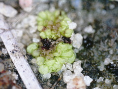Sphaerocarpos texanus