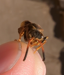 Mischocyttarus navajo