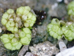 Sphaerocarpos texanus