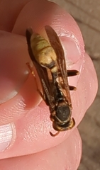 Mischocyttarus navajo