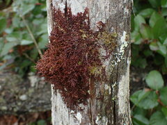 Frullania nisquallensis