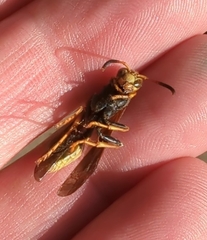 Mischocyttarus navajo