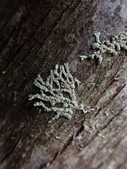 Parmeliopsis hyperopta