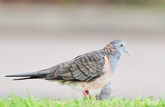 Geopelia humeralis