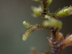 Frullania nisquallensis