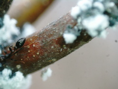 Pseudomyrmex ejectus