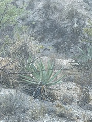 Agave aurea