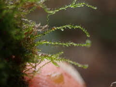Fuscocephaloziopsis leucantha