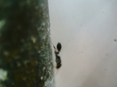 Pseudomyrmex ejectus