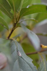 Caloptilia azaleella