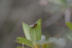 Caloptilia azaleella
