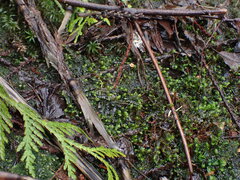 Scapania undulata