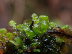 Scapania undulata