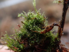 Fuscocephaloziopsis leucantha