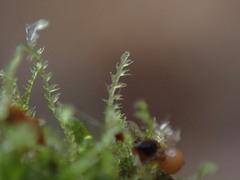 Fuscocephaloziopsis leucantha