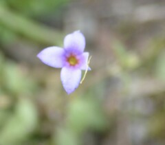 Houstonia pusilla