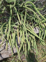 Hylocereeae