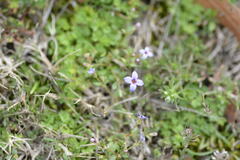 Houstonia pusilla