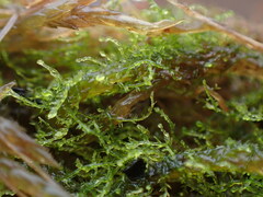 Fuscocephaloziopsis leucantha