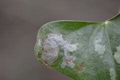 Liriomyza schmidti