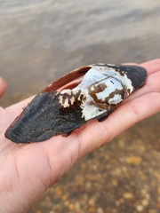 Utterbackiana implicata