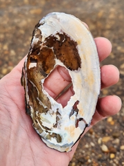 Utterbackiana implicata