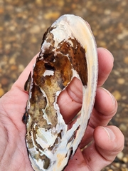 Utterbackiana implicata