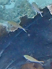 Azurina multilineata