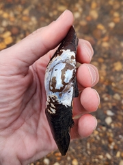 Utterbackiana implicata