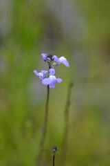 Nuttallanthus canadensis