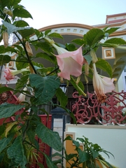 Brugmansia arborea